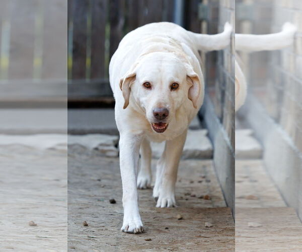 Medium Photo #6 Mutt Puppy For Sale in McKinney, TX, USA