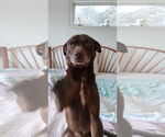 Small #1 Chocolate Labrador retriever Mix