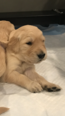 Golden Retriever Puppy for sale in ORANGE, CT, USA