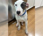 Small #1 American Staffordshire Terrier Mix