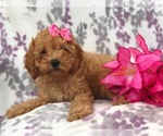 Small Photo #9 Cavapoo-Poodle (Miniature) Mix Puppy For Sale in LAKELAND, FL, USA