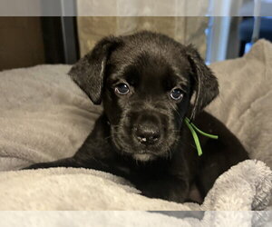Tavi - Female Labrador Retriever-Unknown Mix Dog for Adoption - Photo #2
