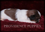 Small Photo #8 Shih Tzu Puppy For Sale in COPPOCK, IA, USA