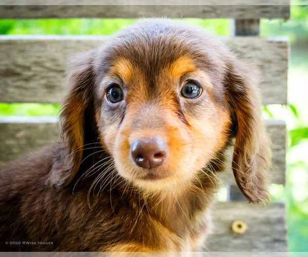 Medium Photo #2 Dachshund Puppy For Sale in WAKARUSA, IN, USA