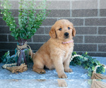 Small #2 Golden Retriever