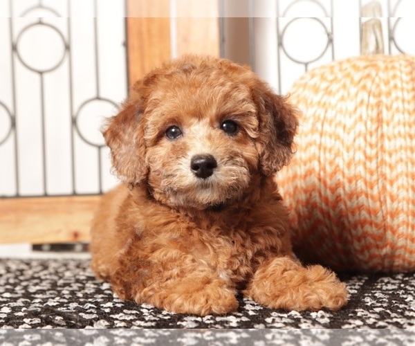 Medium Photo #1 Poodle (Toy) Puppy For Sale in NAPLES, FL, USA