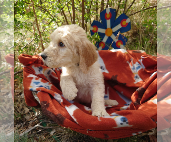 Medium Photo #1 Goldendoodle Puppy For Sale in PEYTON, CO, USA