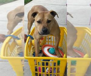 Mutt Dogs for adoption in Elk Grove, CA, USA