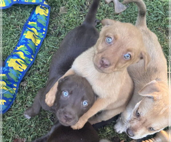 Medium Photo #2 Labrador Retriever-Unknown Mix Puppy For Sale in Pottstown, PA, USA