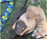 Small #1 Labrador Retriever Mix