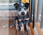 Small Photo #1 Australian Cattle Dog Puppy For Sale in CHAPMANSBORO, TN, USA