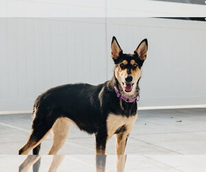 Collie-German Shepherd Dog Mix Dogs for adoption in Lancaster, PA, USA