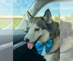 Small Photo #12 Huskies -Unknown Mix Puppy For Sale in Omaha, NE, USA