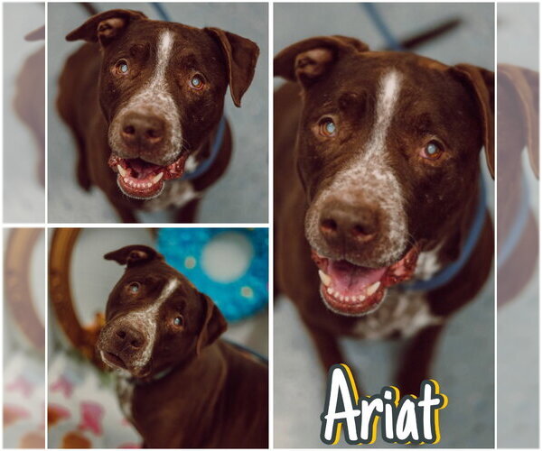 Medium Photo #5 American Staffordshire Terrier-Labrador Retriever Mix Puppy For Sale in Pierceton , IN, USA