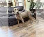 Small Weimaraner