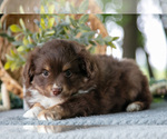 Small Photo #11 Miniature Australian Shepherd Puppy For Sale in CHRISTIANA, PA, USA