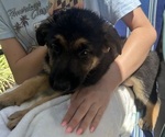Small #5 German Shepherd Dog