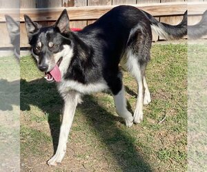 Border Collie Dogs for adoption in Great Bend, KS, USA
