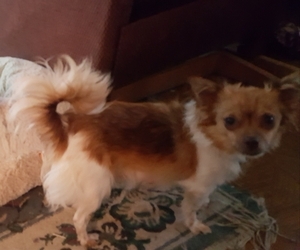 Mother of the Chihuahua puppies born on 12/21/2025