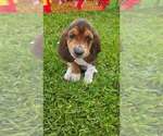 Puppy Pepper Basset Hound