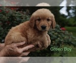 Small #6 Golden Retriever
