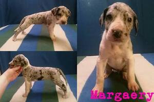 Great Dane Puppy for sale in ALTON, IL, USA
