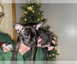 Small Photo #11 Faux Frenchbo Bulldog Puppy For Sale in ROUND LAKE, IL, USA