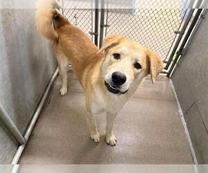 Anatolian Shepherd-Unknown Mix Dogs for adoption in HESPERIA, CA, USA