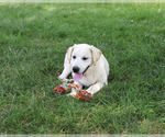 Small #4 Labrador Retriever