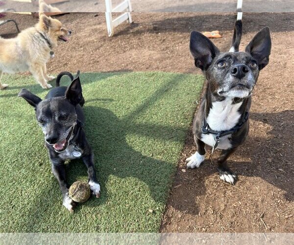 Medium Photo #2 Chihuahua-Unknown Mix Puppy For Sale in  Ramona, CA, USA