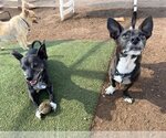 Small #1 Chihuahua Mix