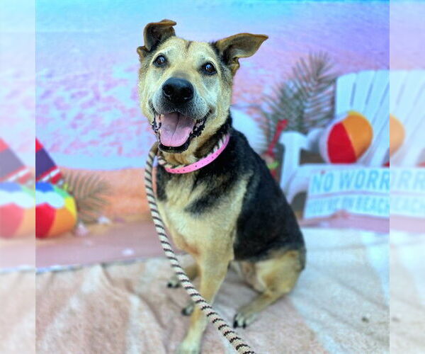 Medium Photo #1 German Shepherd Dog-Unknown Mix Puppy For Sale in Long Beach, CA, USA