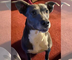 Mutt Dogs for adoption in Rockaway, NJ, USA
