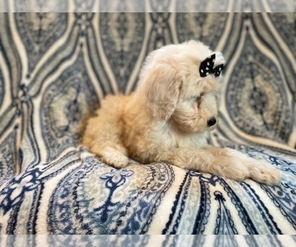 Medium Photo #13 Poodle (Standard) Puppy For Sale in LAKELAND, FL, USA
