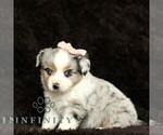 Small #5 Miniature American Shepherd-Miniature Australian Shepherd Mix
