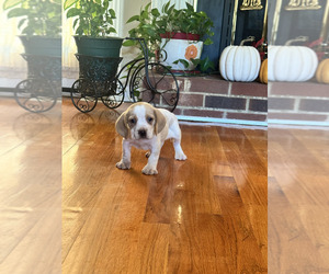 Beagle Puppy for sale in NATHALIE, VA, USA