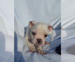 Small Photo #51 Boston Terrier Puppy For Sale in ALBANY, OH, USA