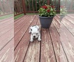 Small #8 French Bulldog