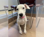 Small #1 American Pit Bull Terrier