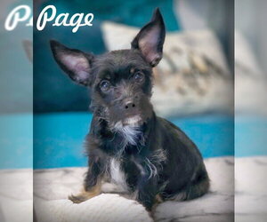 Dachshund-Miniature Schnauzer Mix Dogs for adoption in Chino Hills, CA, USA