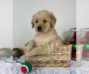 Golden Retriever Puppy for sale in GREENFIELD, IN, USA