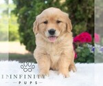 Small #4 Golden Retriever