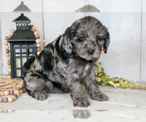 Medium Photo #2 Miniature Labradoodle Puppy For Sale in SUGARCREEK, OH, USA