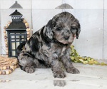 Small #1 Miniature Labradoodle