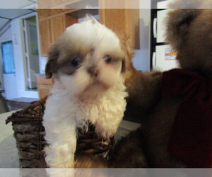 Shih Tzu Puppy for sale in KOKOMO, IN, USA