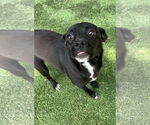 Small #3 Labrador Retriever Mix