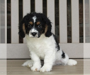 Cavapoo Puppy for sale in FREDERICKSBURG, OH, USA