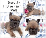 Small #1 French Bulldog