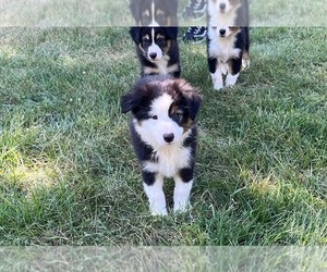 Miniature Australian Shepherd Puppy for sale in WENTZVILLE, MO, USA