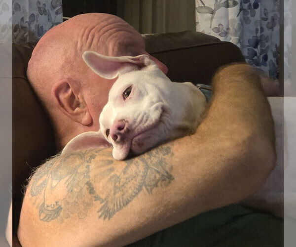 Medium Photo #12 American Pit Bull Terrier-Unknown Mix Puppy For Sale in Hillsboro, NH, USA